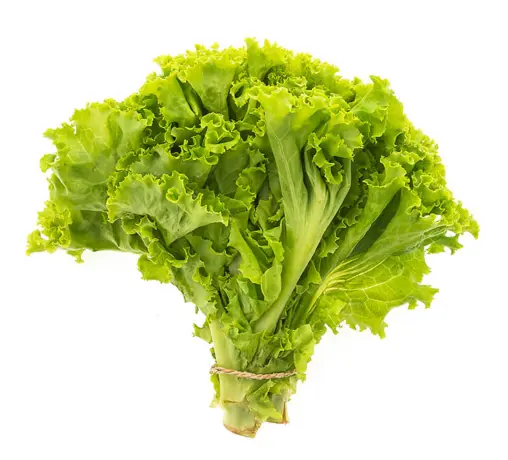 product Green
                                            Lettuce
